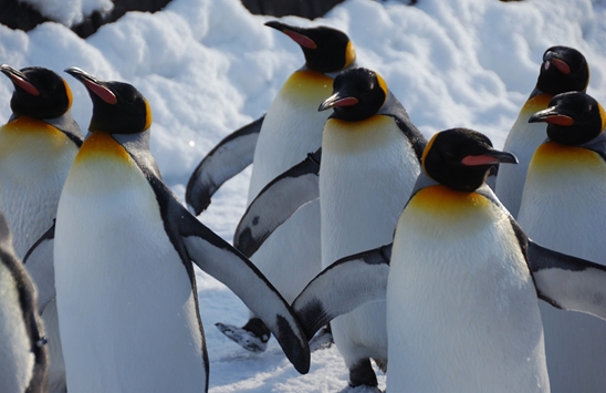 Google aggiorna penguin a fine 2015